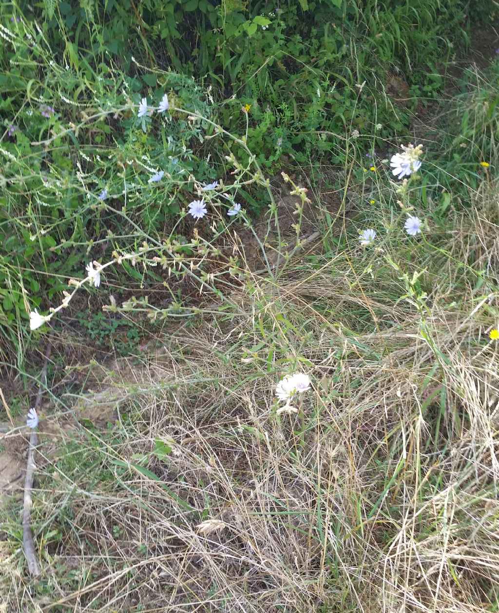 Cichorium intybus